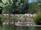 Chilean Flamingo (WWT Slimbridge October 2011) - pic by Nigel Key